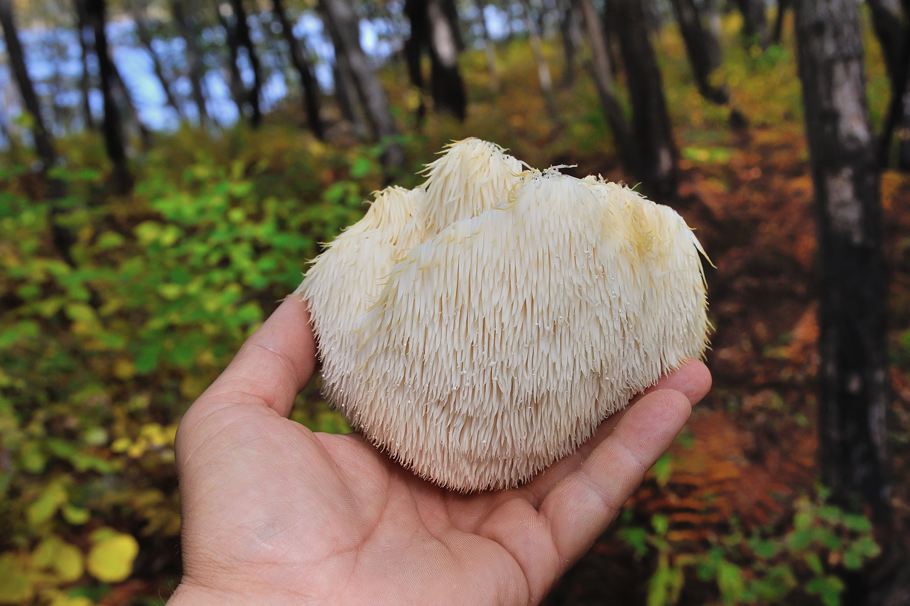 The Benefits of Lion’s Mane Mushroom for Pets