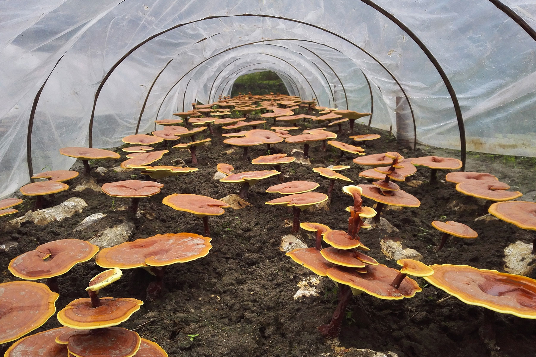 The Benefits of Reishi Mushroom for Pets